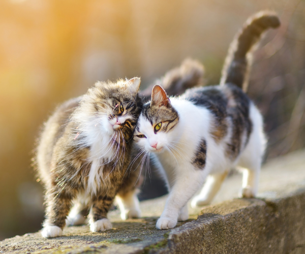 cats walking