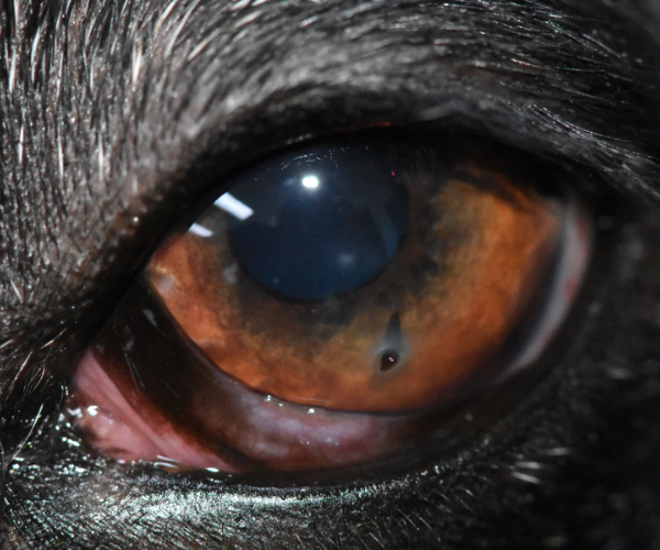 dog eye