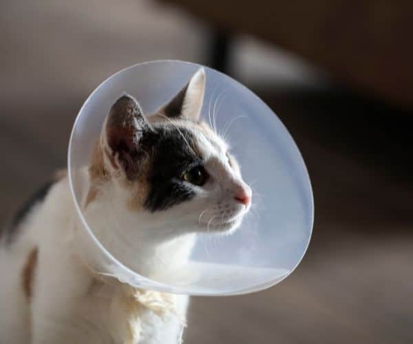 A cat with a cone on its head