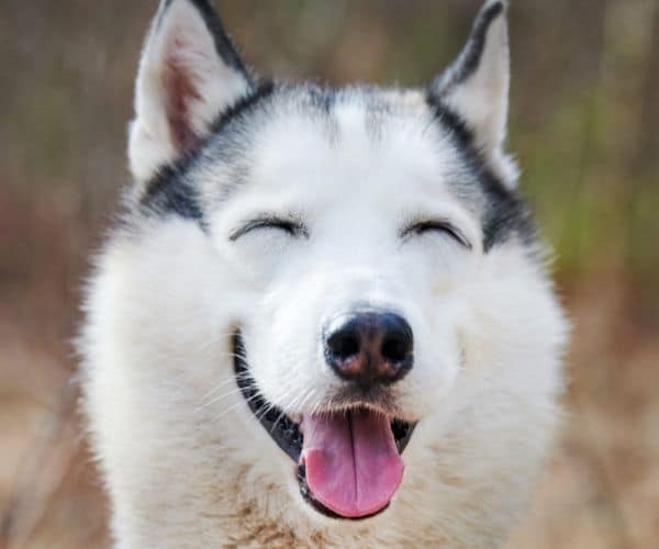 A happy husky dog smiles