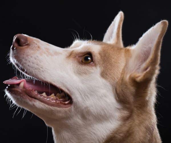 A husky dog looks up