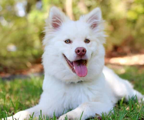 A white dog lying in the grass with its tongue out