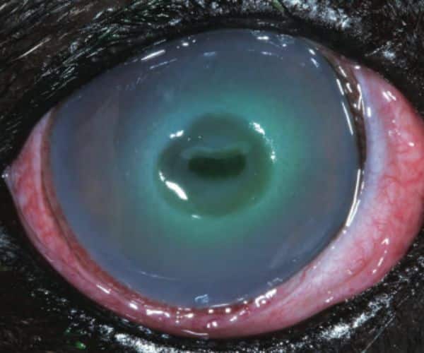 Corneal ulcer 2