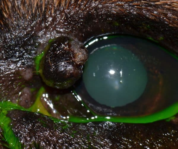 Eyelid Mass