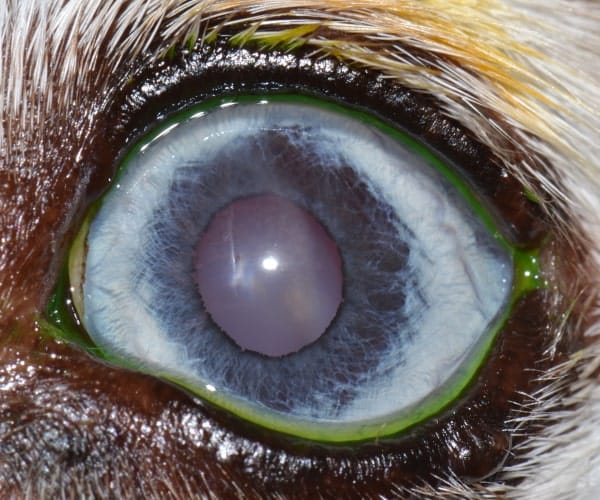 Blue Eye 1