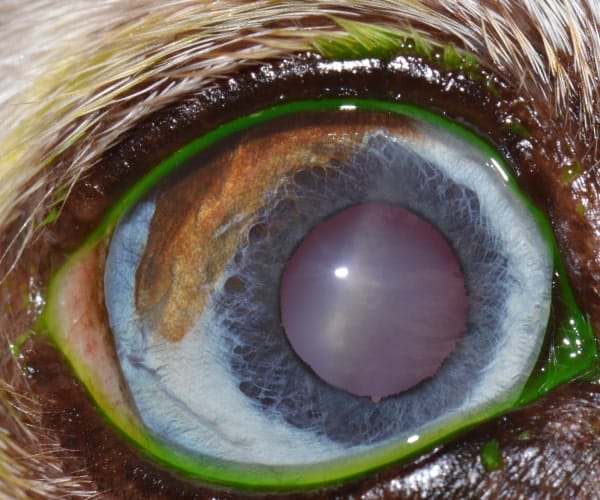 Heterochromic Eye