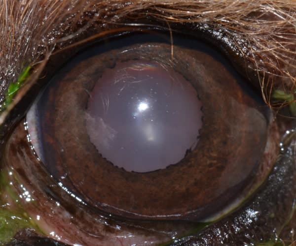 Normal Dog Eye 1