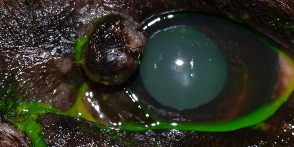 Eyelid Mass
